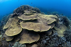 Apo Island is an excellent place for wide angle shots usi... by Steve De Neef 